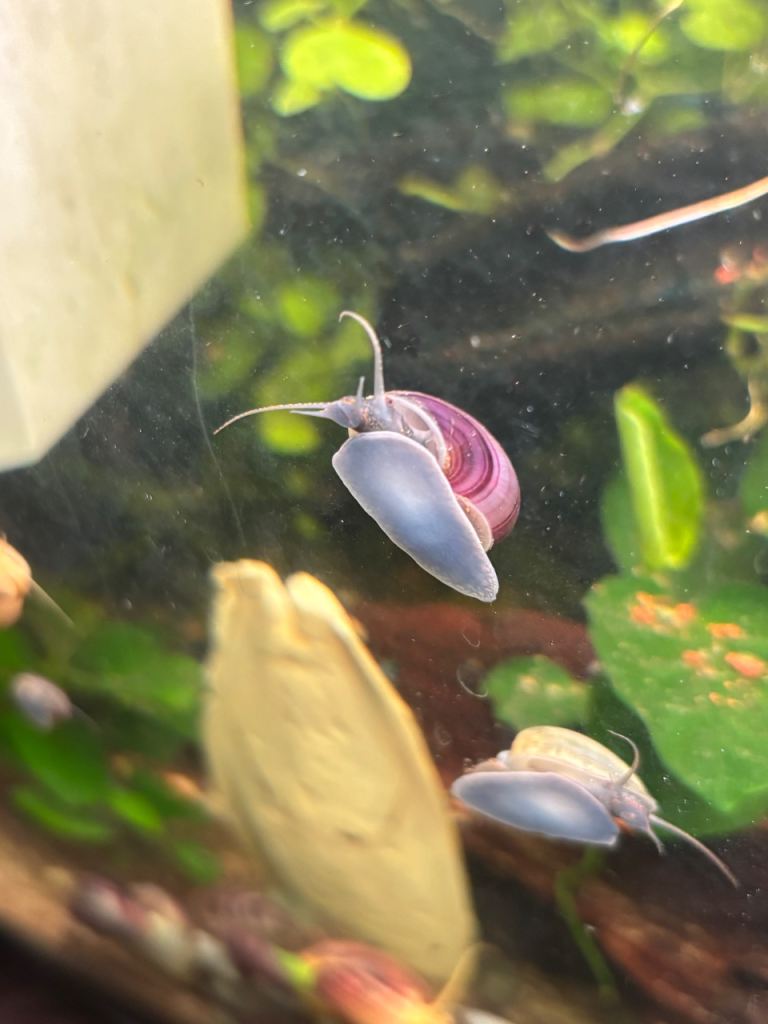 Mystery snails