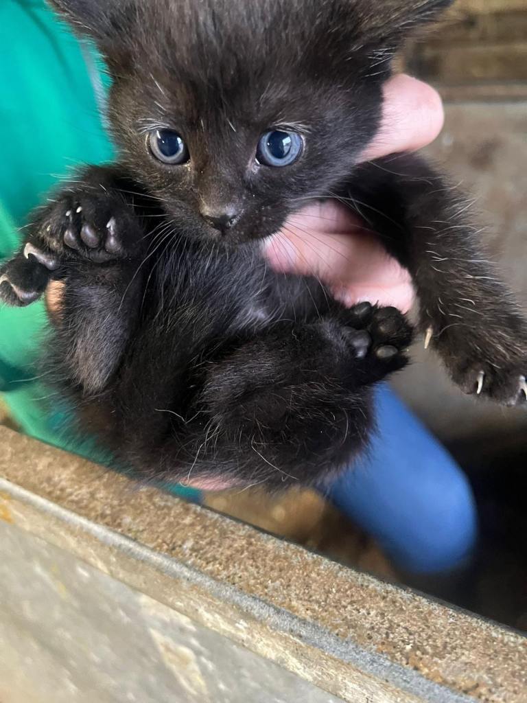 Kittens for sale 