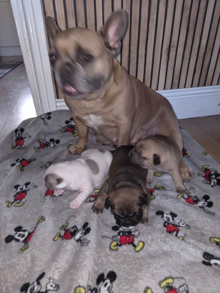 French bulldog puppies
