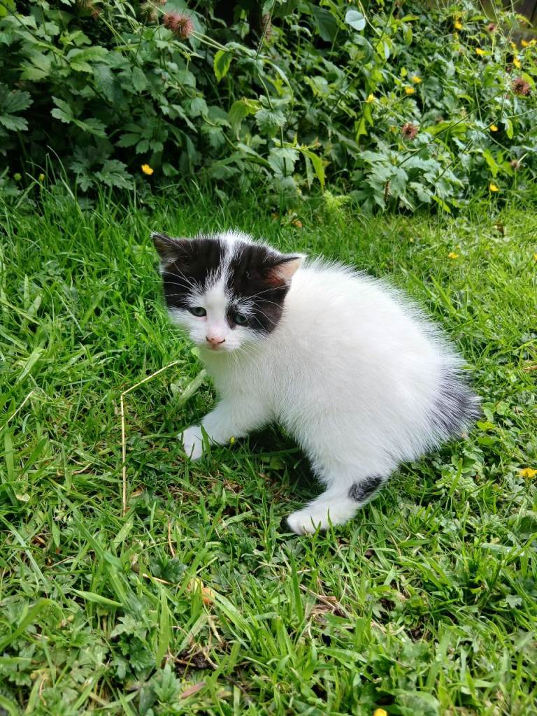 Cute kittens