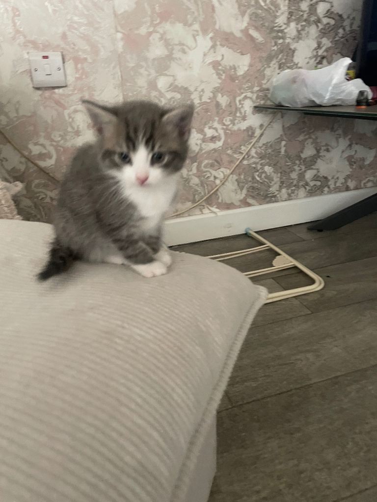 Beautiful kitten for sale 