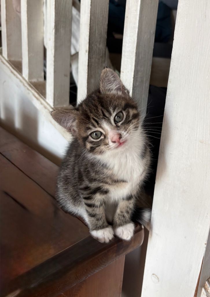 Gorgeous kitten for sale