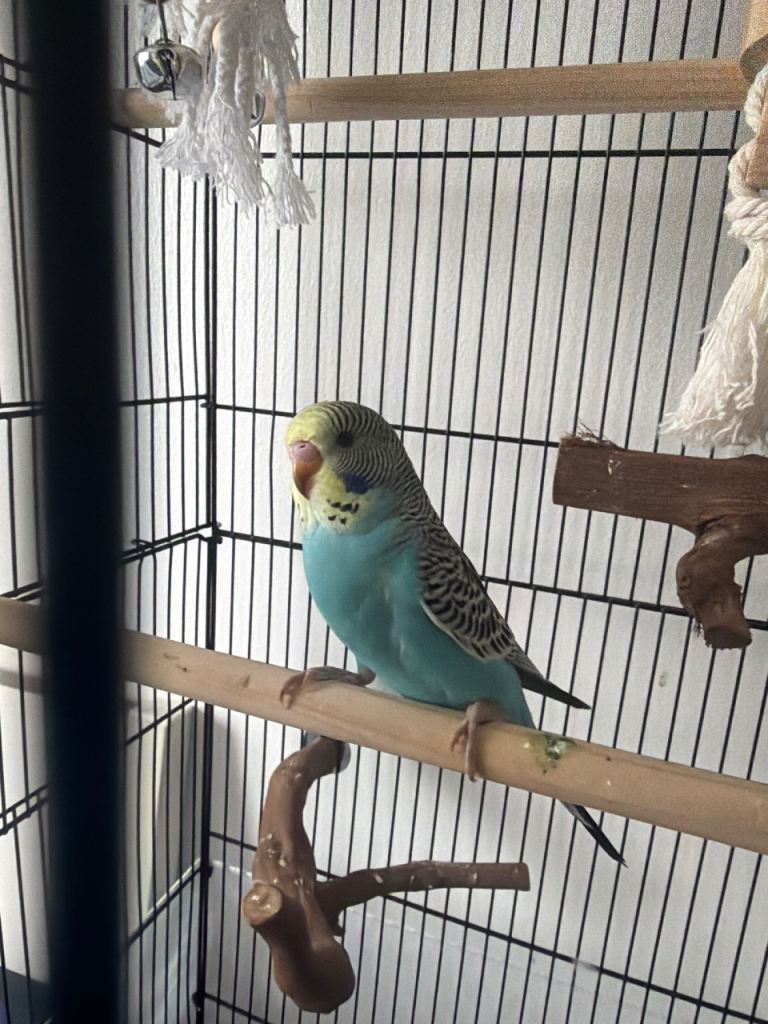 Baby budgie for sale 