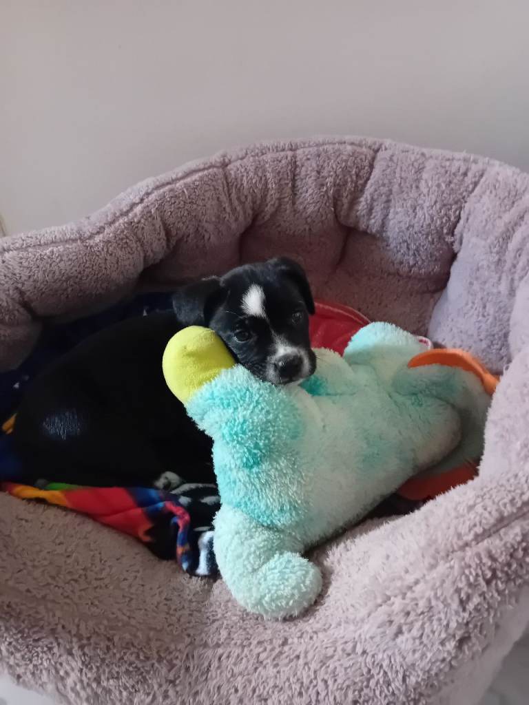 Puppy 