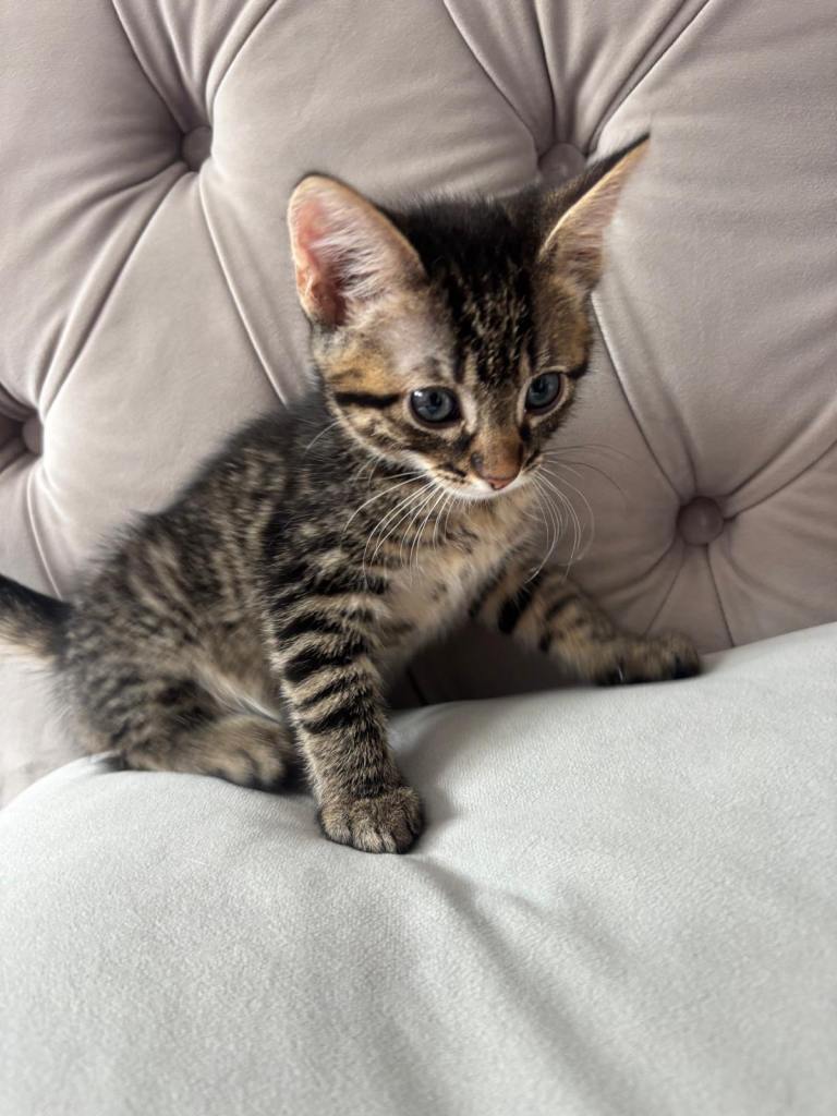 2 female DSH kittens available 