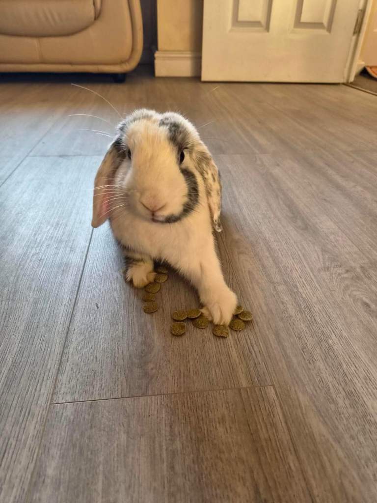 Mini lop rabbits  