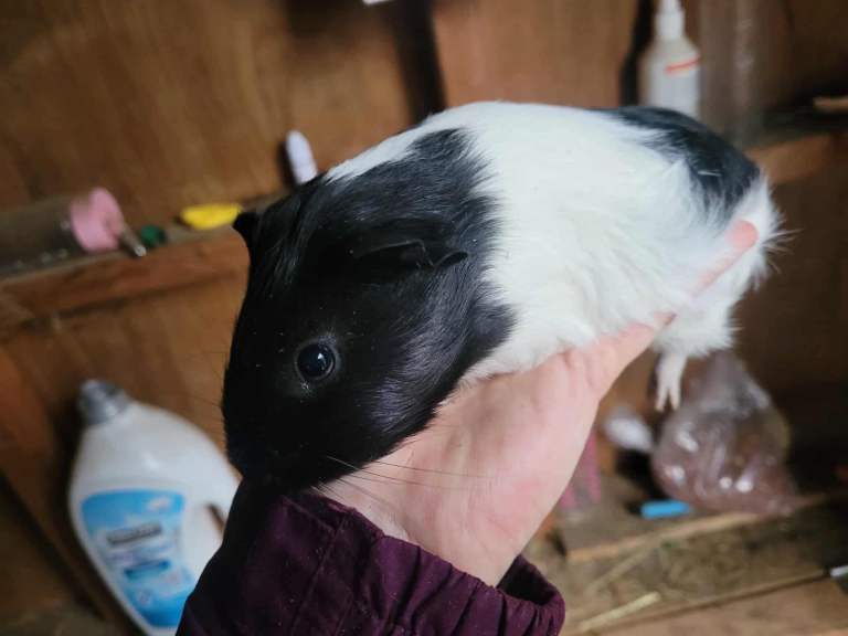 Baby Guineapig’s 