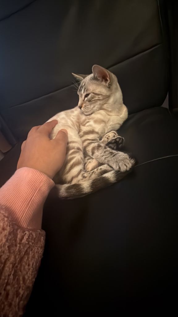 ❄️ TICA ACTIVE STUNNING SNOW BENGAL KITTEN ❄️