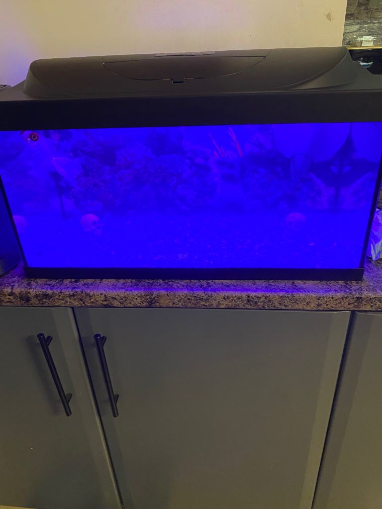 Fish tank set up Inc 1x fancy gold fish 