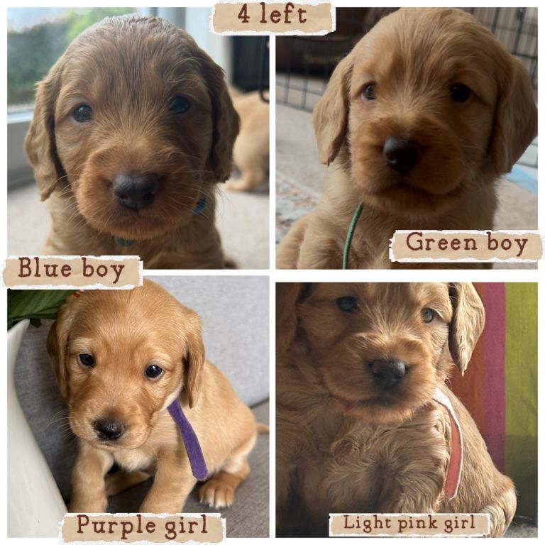 Double doodle puppies
