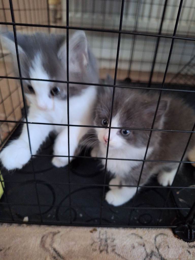 Beautiful Ragdoll cross kittens for sale