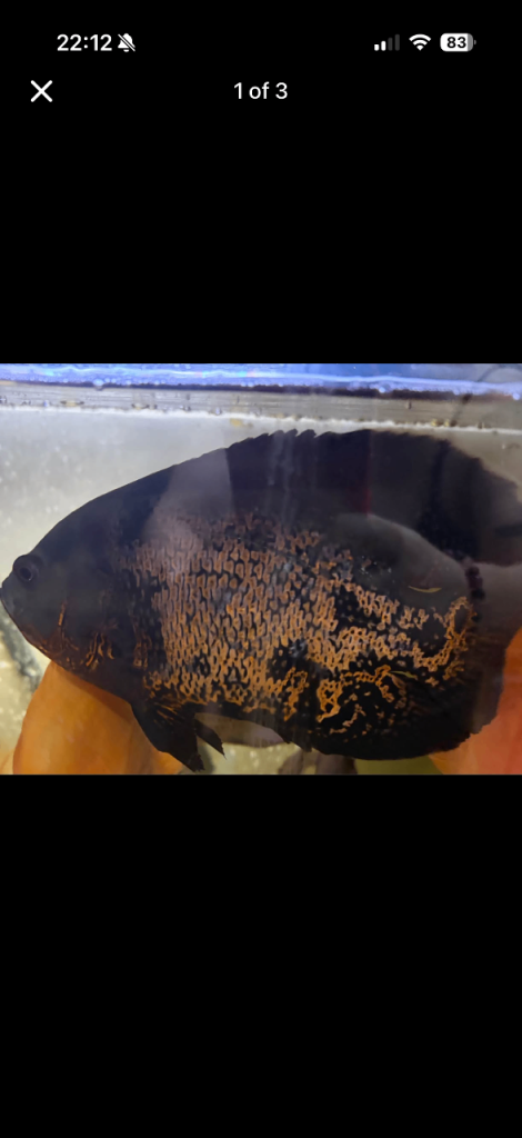 oscar fish