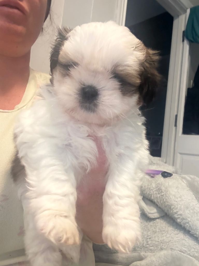 Shitzu puppies 