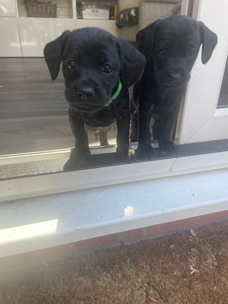 Cocker spaniel x Patterdale 