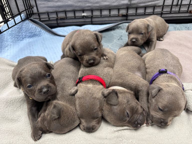 * 3 Weeks Old* Pure Blue Staffordshire Bull Terrier Puppies 