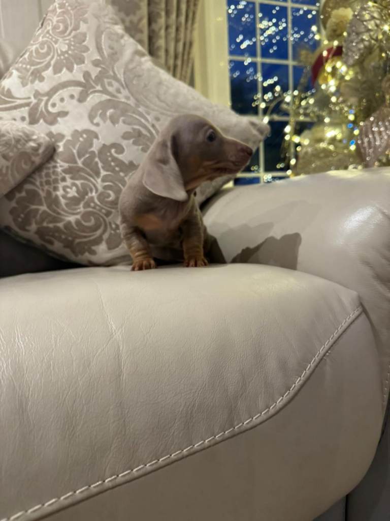 Mini Dachshunds only 2 boys left 💙