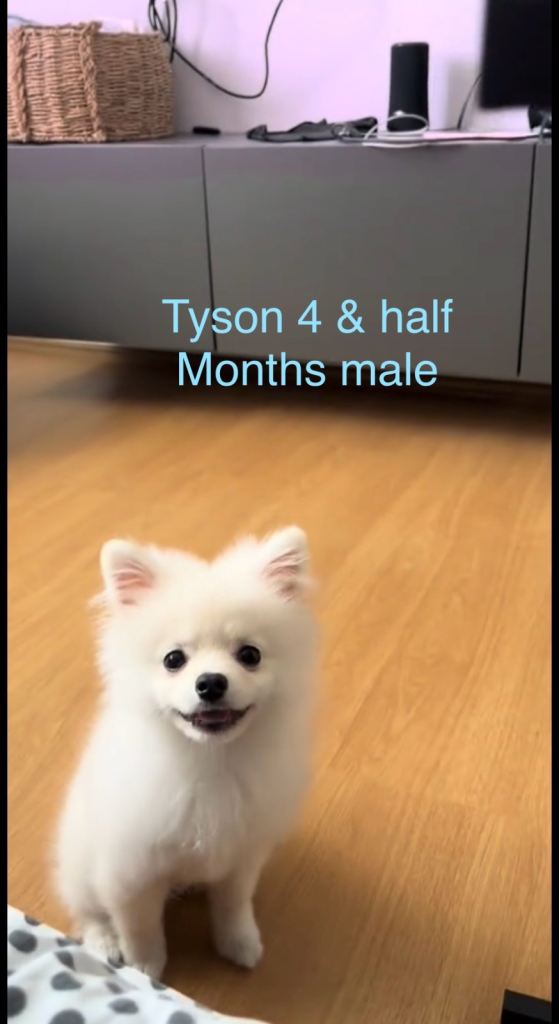Make Pomeranian 4 1/2 months white 
