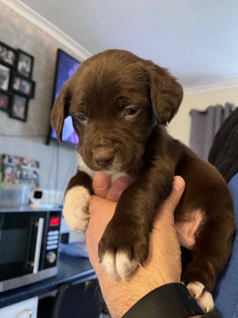 Collie-cock puppies.  Currently 5 weeks old. 
