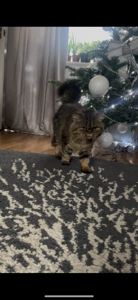 Persian female 2 yr old 