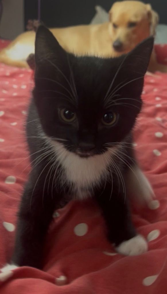 Cute kittens used to dogs