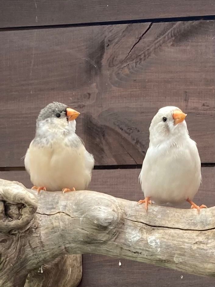 Zebra finches / Bengalese / Diamond Doves