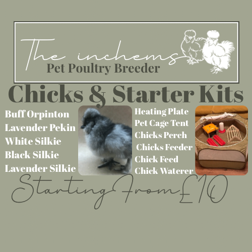 Chicks & starter kits
