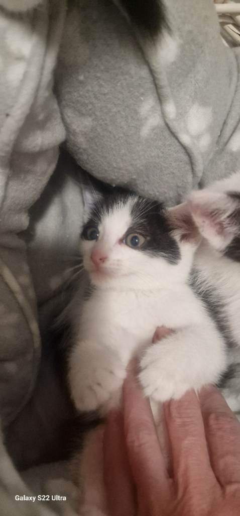 Kittens for sale £30 each