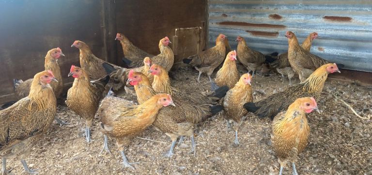 Czech brindle pullets 
