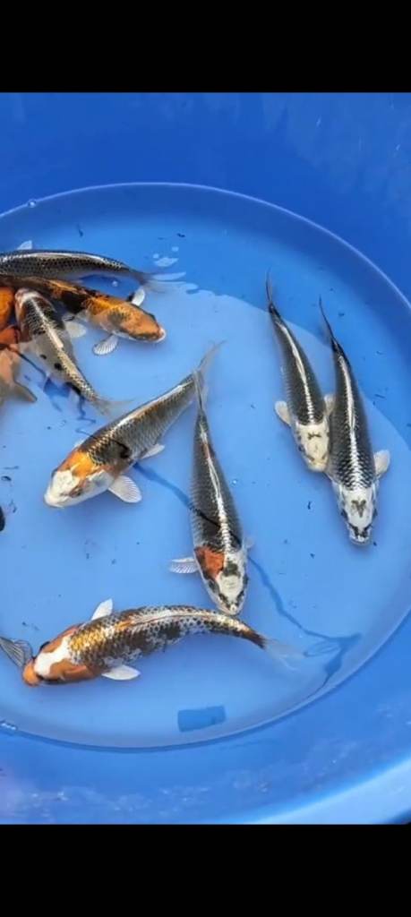 Koi carp