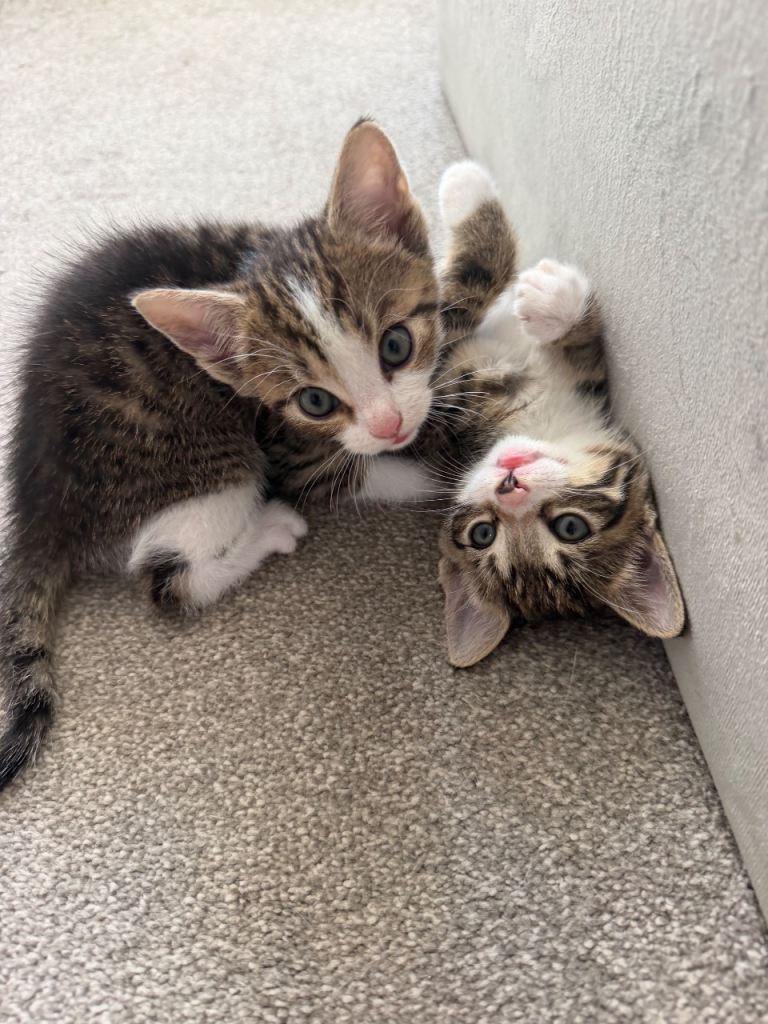 Kittens 