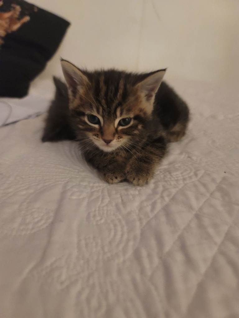 Kittens need a new home , female 
