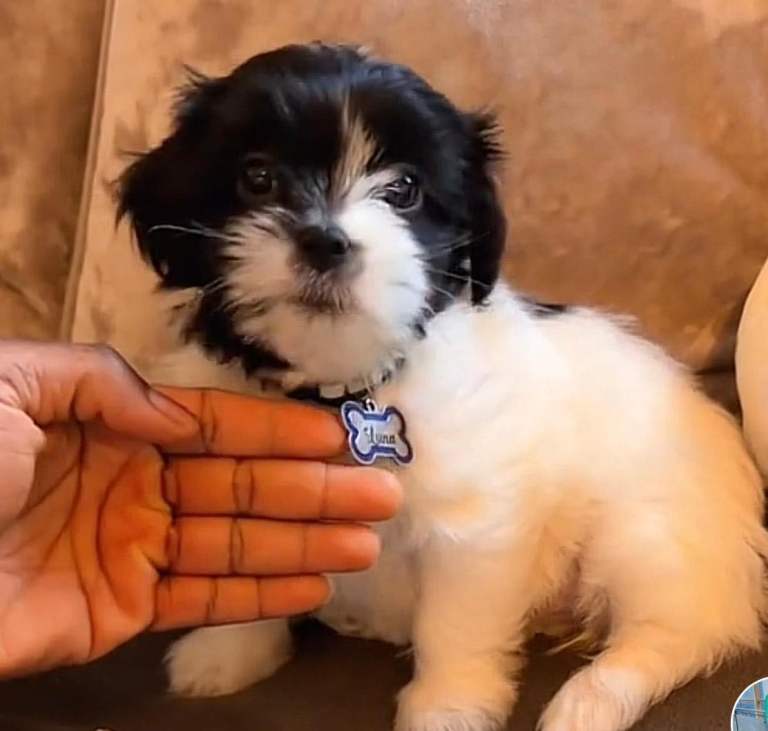 Shih Tzu 
