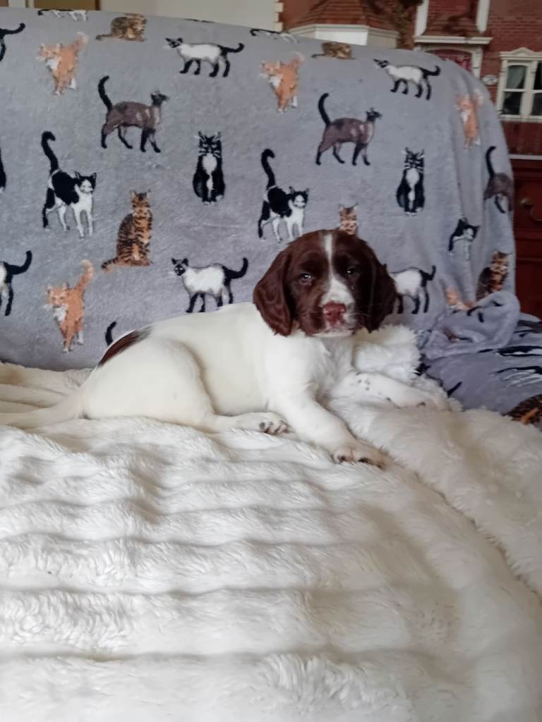 Sprocker spaniel puppies 