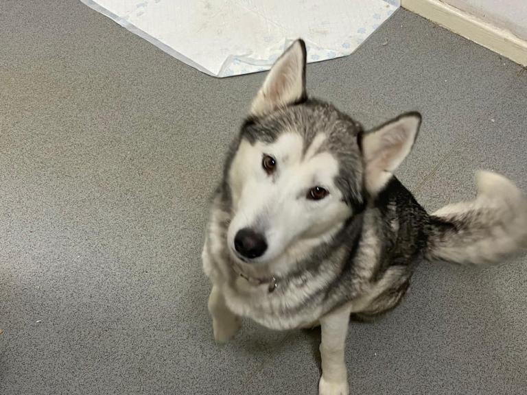 Siberian Husky Puppies for Sale 