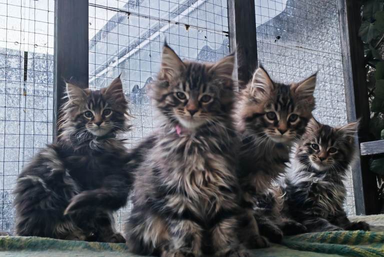 Beautiful Maine Coon kittens 