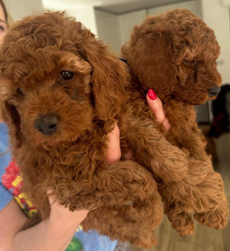 Red Miniature Poodle Puppies Available