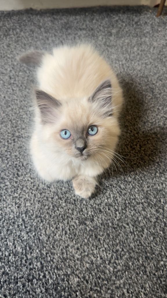 Beautiful Ragdoll Kittens – Only £650 