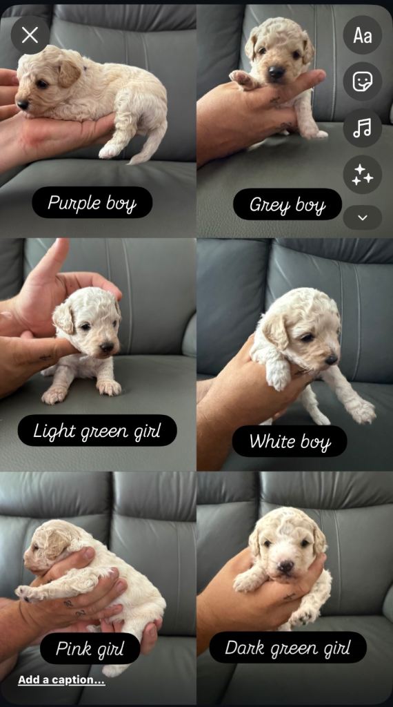 Beautiful litter of stunning apricot and white cavapoos