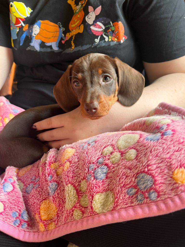 2 Boys Left !!! Chocolate & Tan Mini Dachshunds 