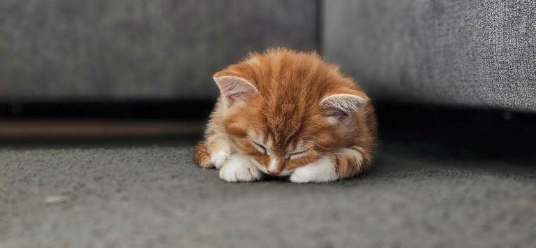 Beautiful kittens: 2 ginger, one black and gray and gray tabby 