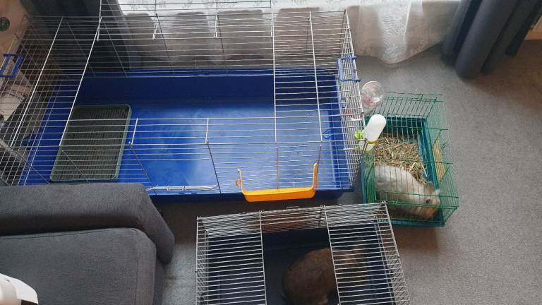 2 adorable mixed rabbits 