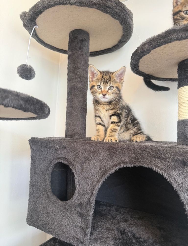 3 kitten 