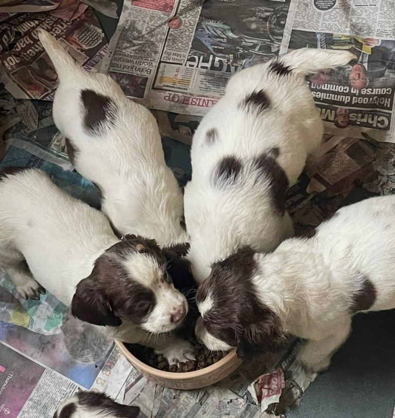 English springer spaniel puppies 