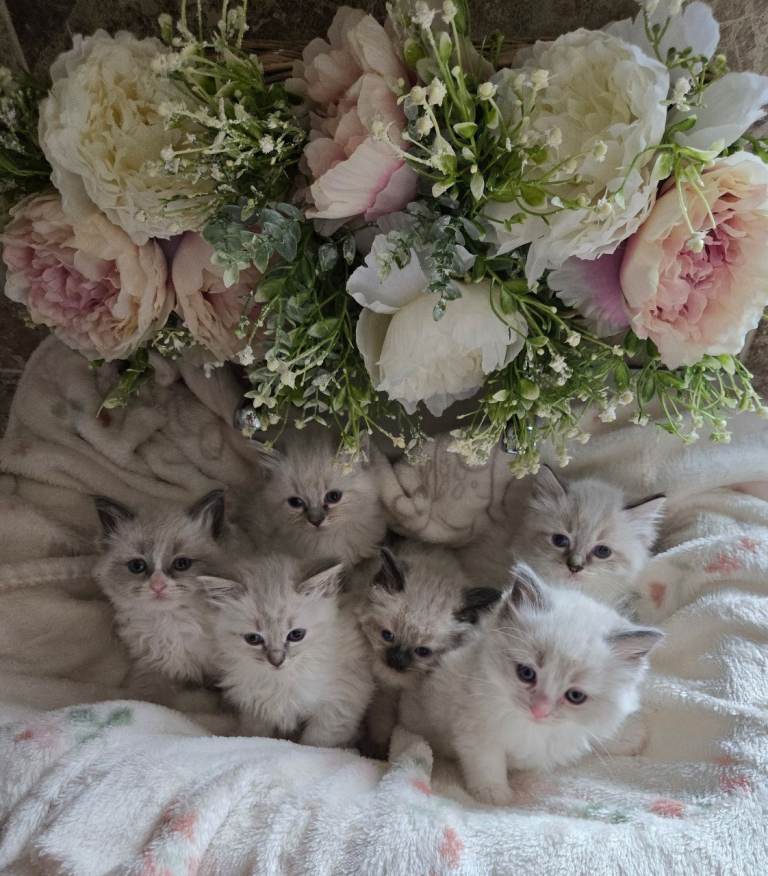 Gorgeous chunky ragdoll kittens