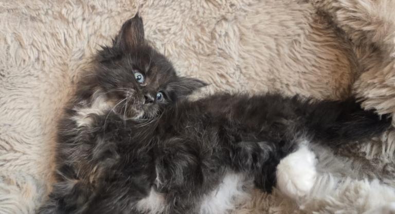 Hugh Maine coon babies ready now 