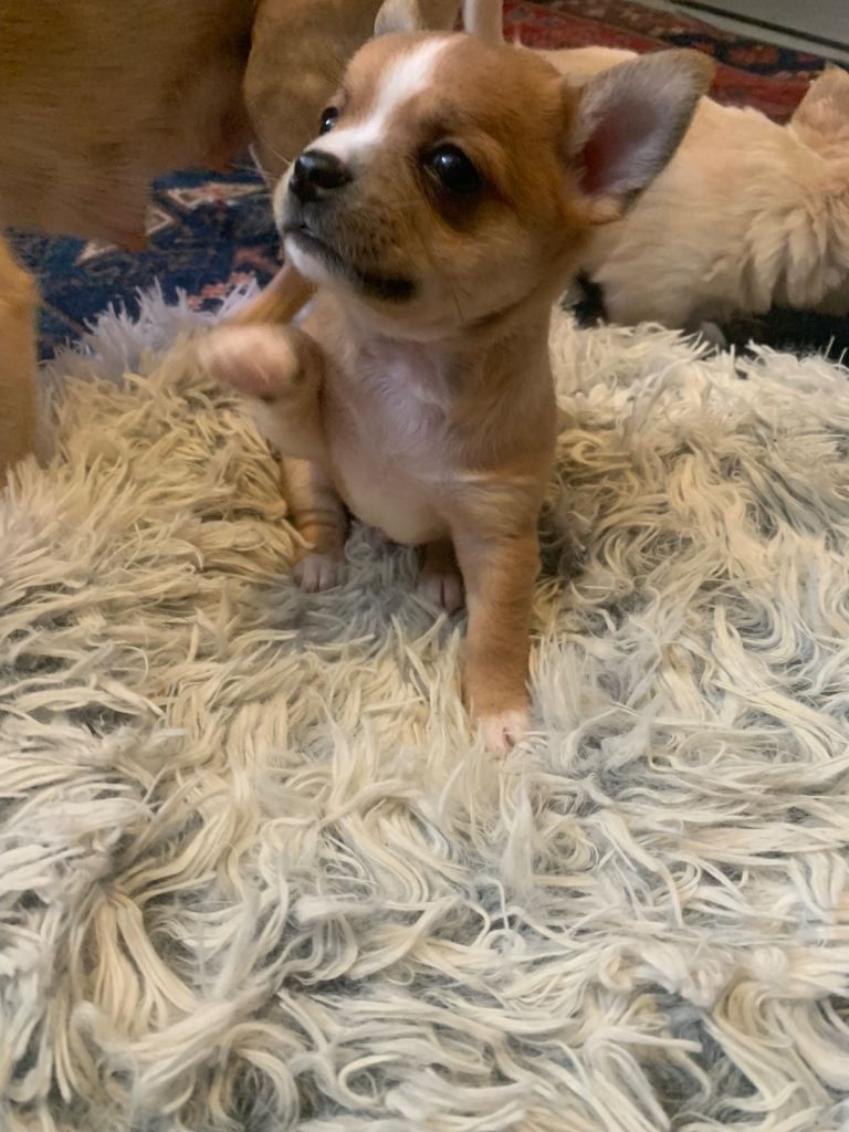 Chihuahuas - Brixton 
