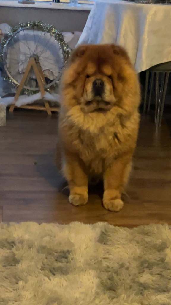 Male chow chow
