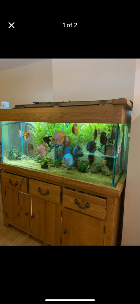 465L Fish Tank with 200L Sump and Oak Cabinet + Cover (No Fish!)