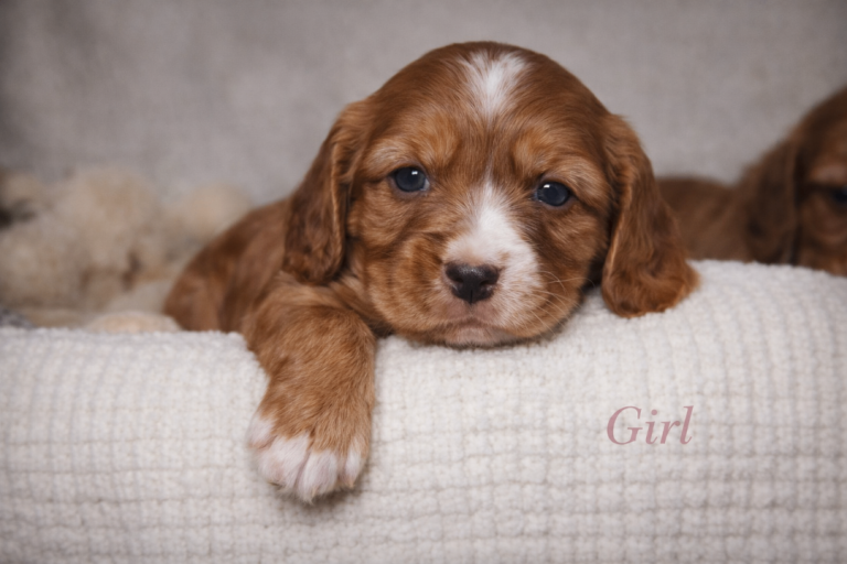 ✨🐾 Beautiful Show-Type Cocker Spaniel Puppies 🐾✨