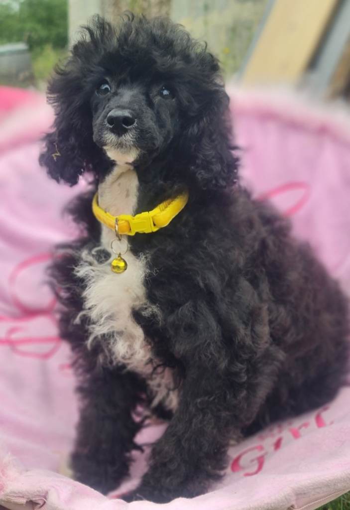 Toy poodle pups